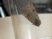 grey-noctuid-3.jpg