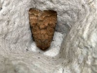 brown-noctuid.jpg