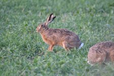 Brown Hare (11).JPG