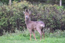 Roe Deer (2).JPG