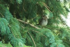 Song Sparrow (juv) or Lincoln's sparrow (3 of 3).jpg