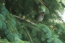 Song Sparrow (juv) or Lincoln's sparrow (2 of 3).jpg