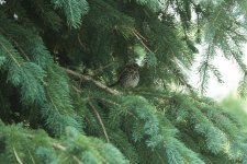 Song Sparrow (juv) or Lincoln's sparrow (1 of 3).jpg