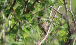 AAA - Scotland Grantown On Spey - Spey Way Nethybridge Walk - 21Jun15 - 05-3282 orig.jpg