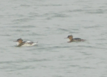 TRIP 21,7,3 mergansers, foggy Montrose Basin Wildlife Reserve 36 screen shots 3.png