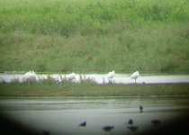 cleyspoonbills.jpg