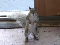 Dad and Pee Wee the Gray Squirrel - 001.jpg