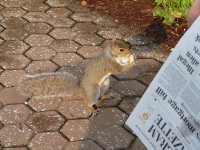 Dad and Pee Wee the Gray Squirrel - 002.jpg