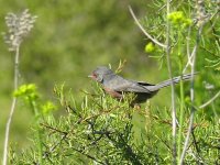 L1200034_Dartford Warbler.jpg