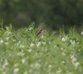 whinchat.jpg