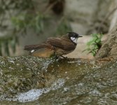 rw bulbul.E420.leica 180-2.8 lens_7193876.jpg