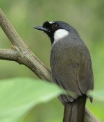 black throated laughing thrush_7193829.jpg