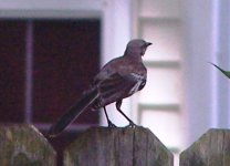 Northern Mockingbird.JPG