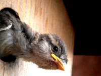 Sparrow Chick in Bird Box.JPG