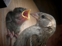 Sparrow Chick being fed 1.JPG