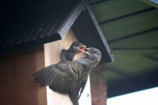 Sparrow Chick being fed 3.JPG