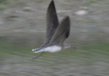 Sandpiper-flight.JPG