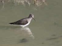 Sandpiper 3.jpg