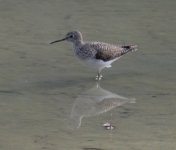 Sandpiper 4.JPG