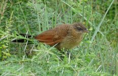 Senegal coucal. Immature. Omo National Park.jpg