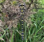 Golden-ringed Dragonfly2 Cramer Gutter.jpg