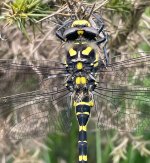 Golden-ringed Dragonfly1 Cramer Gutter.jpg