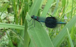 banded demoiselle ex IMG_5423 (1000).JPG