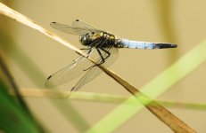 black-tailed skimmer ex IMG_5289 (1000).JPG