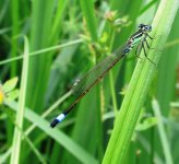 blue-tailed damselfly ex IMG_5412 (1000).JPG