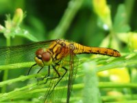 ruddy darter ex IMG_5132 (1000).JPG