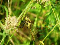 black-tailed skimmer ex IMG_5360 (1000).JPG