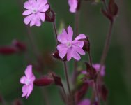 Flower - Scotland Lockerbie - Eskrigg Nature Reserve - 21Jun19 - 09-4888 orig copy.jpg