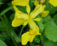 Flower - Silverdale Leighton Moss (Scotland Trip) - 21Jun11 - 01-520 orig.jpg