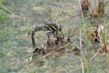 Common Hawker.JPG