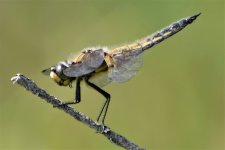 Four spot Chaser 3.JPG