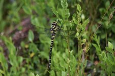 Golden Ringed Dragonfly.JPG