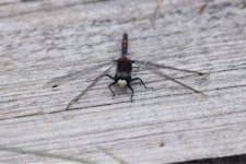 White Faced Darter 2.JPG