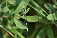 Northern Damselfly.JPG