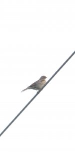 possible finch or sparrow four july 12 21.jpg