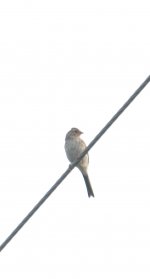 possible finch or sparrow three july 12 21.jpg