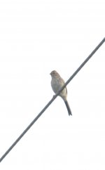 possible finch or sparrow two july 12 21.jpg