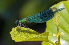 Banded-Demoiselle-(21)-fbook.jpg