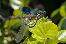 Banded-Demoiselle-(36)-fbook.jpg