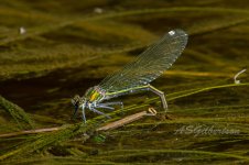 Banded-Demoiselle-(67)-fbook.jpg