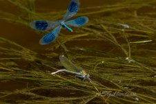 Banded-Demoiselle-(103)-fbook.jpg