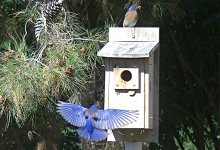 Bluebird InFlight.jpg