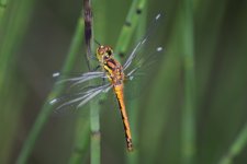 Black Darter (2).JPG