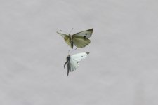 1518 Small White.jpg