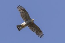 1524 Sparrowhawk.jpg