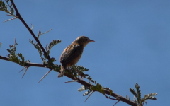 cisticola A.png